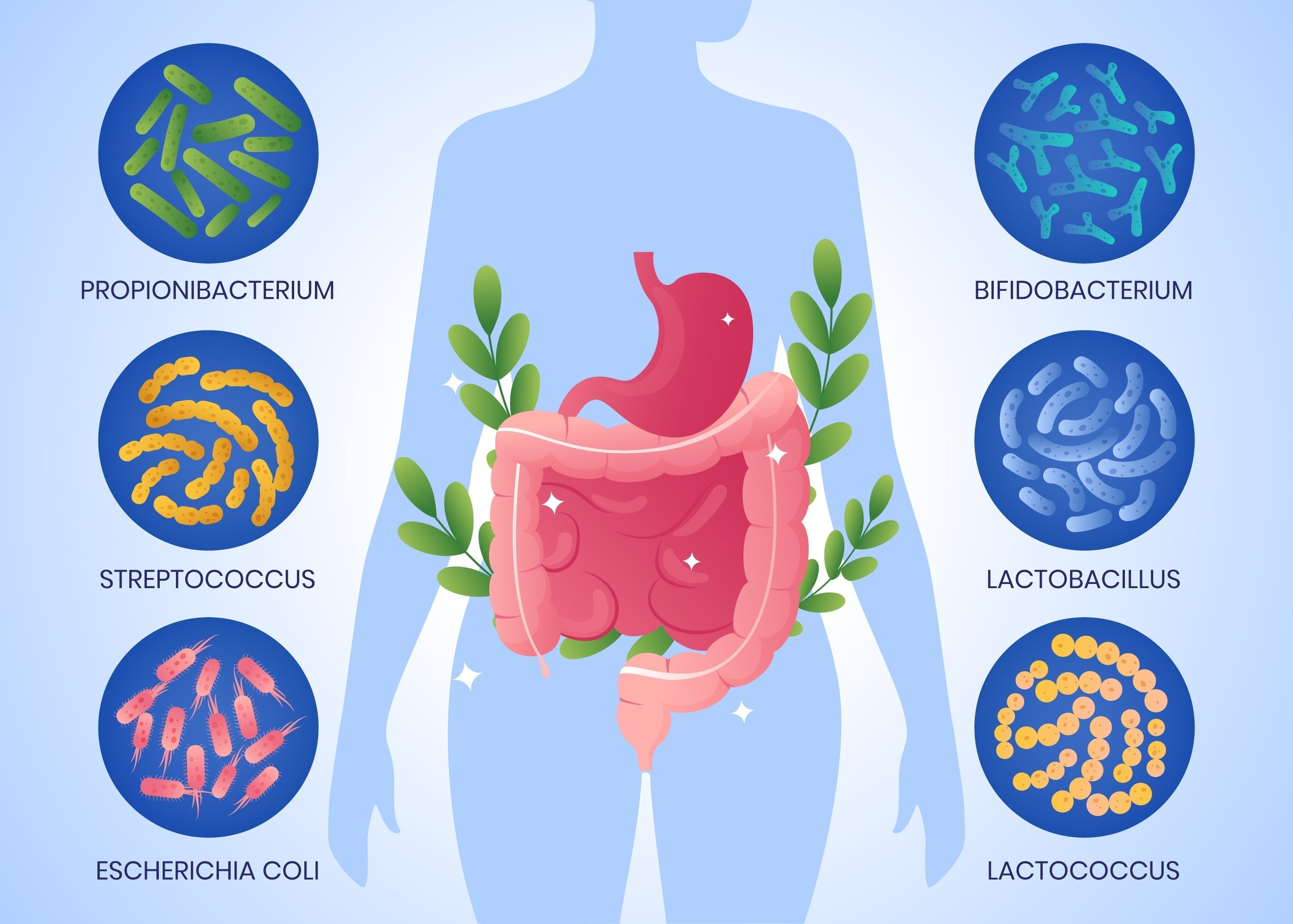 How Alcohol Hurts Your Gut Microbiome (and How to Heal It)
